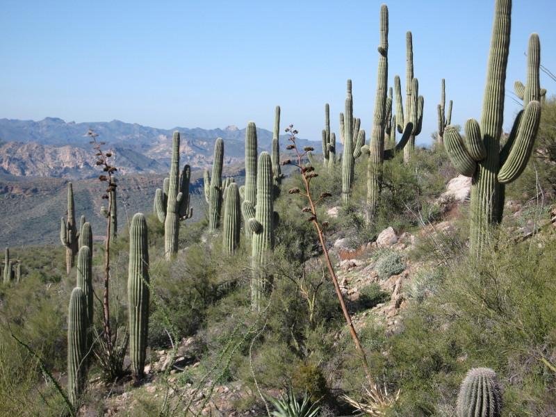 Apache Trail Tours (Apache Junction) - ATUALIZADO 2022 O Que Saber ...