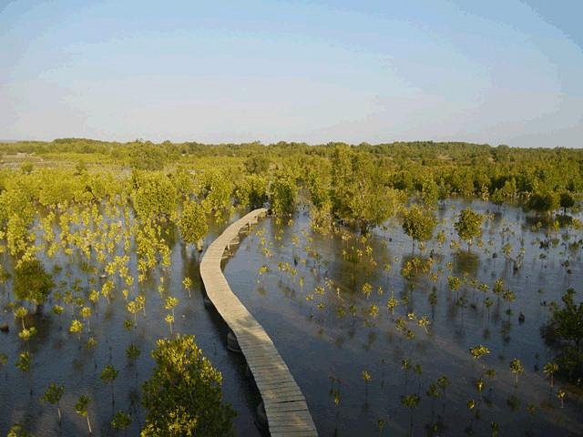 Honko Community-Based Mangrove Reserve image