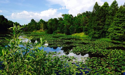 Lush Ponds