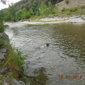Our dog swimming in the river.