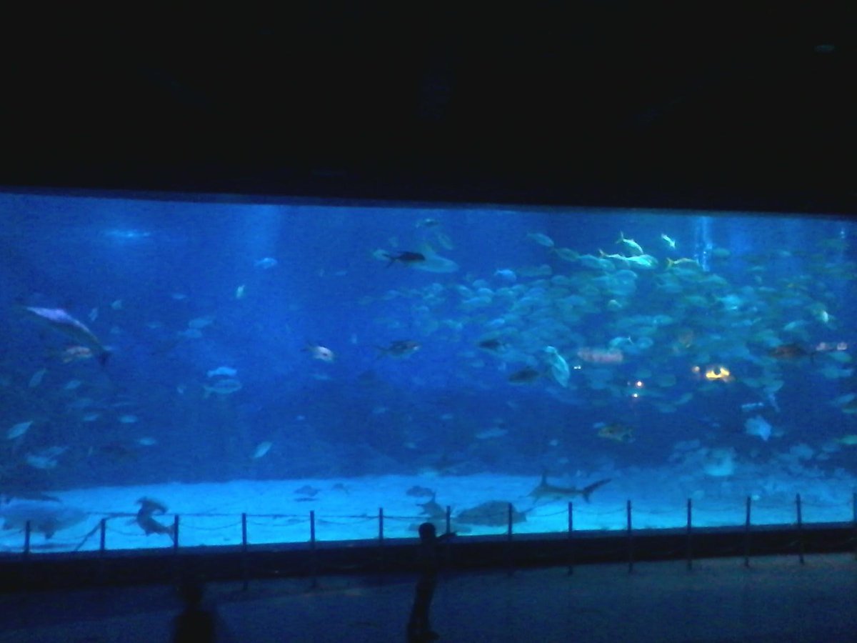 Yantai Whale Shark Acquarium, Яньтай: лучшие советы перед посещением -  Tripadvisor