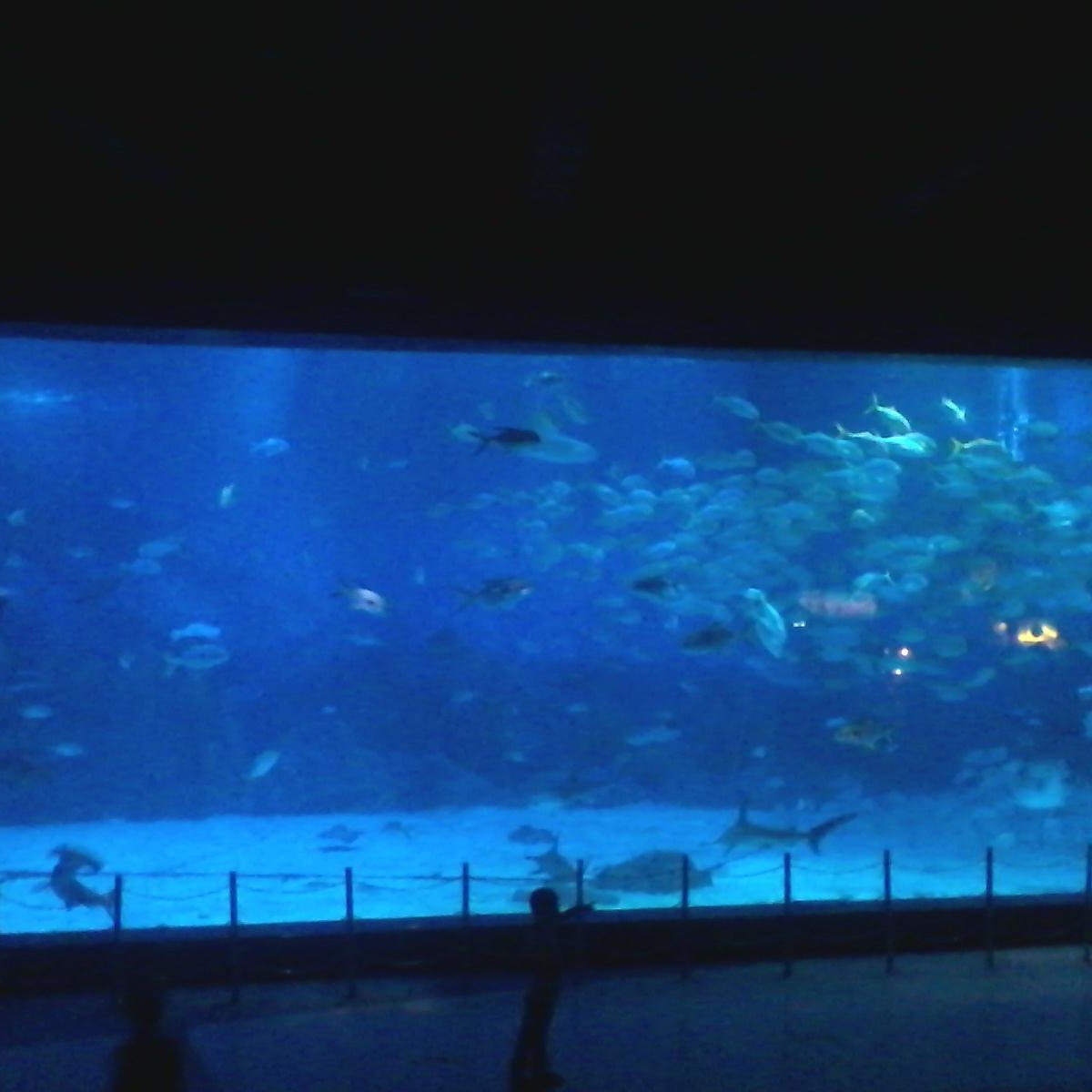 Yantai Whale Shark Acquarium, Яньтай: лучшие советы перед посещением -  Tripadvisor