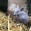 Des Cochons D Inde Trop Mignon Photo De La Foret Aux Lapins Itxassou Tripadvisor Des Cochons D Inde Trop Mignon Photo De La Foret Aux Lapins Itxassou Tripadvisor