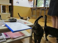 The Four Best Cat Cafes in Kyoto — The Neighbor's Cat