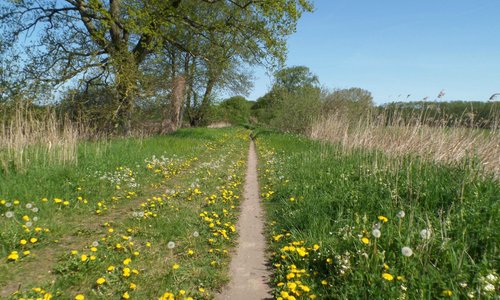 Radweg mitten durchs Grün