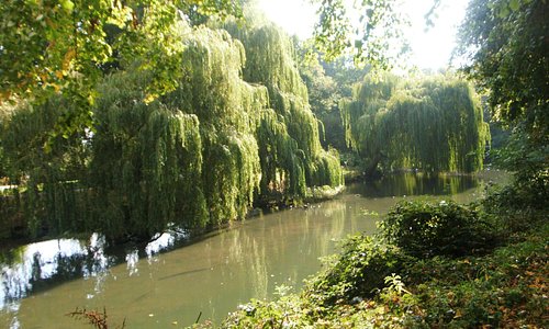 Trees along the River Anker, Riversley Park