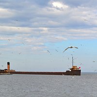 Old barge and lots of gulls and terns