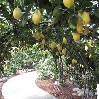C. Limon Quattro Stagioni