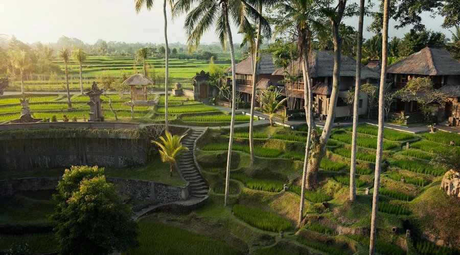 Rice Paddies day time