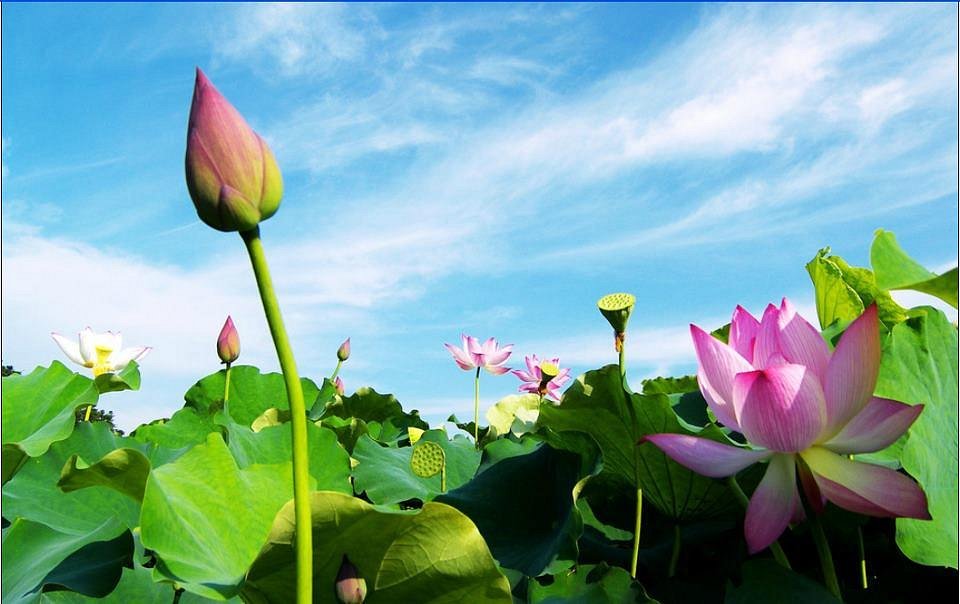 Red Lotus Travel Hà Nội là một địa điểm du lịch nổi tiếng và đáng tới để khám phá vẻ đẹp của hoa sen đỏ đặc trưng. Tuy nhiên, nếu bạn muốn xem tuyệt phẩm này mà không cần phải rời khỏi nhà, hãy xem hình ảnh độc đáo này để tận hưởng vẻ đẹp tuyệt vời của Red Lotus.