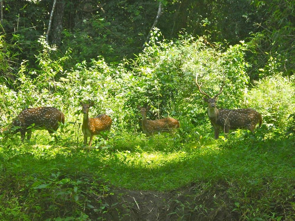 Topslip Tiger Forest (Pollachi Town) - All You Need to Know BEFORE You Go Topslip Tiger Forest (Pollachi Town) - All You Need to Know BEFORE You Go
