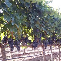 scorcio di un nostro vigneto