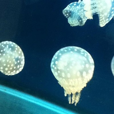中国地方の水族館 中国地方の 10 件の水族館をチェックする トリップアドバイザー 中国地方の水族館 中国地方の 10 件の水族館をチェックする トリップアドバイザー