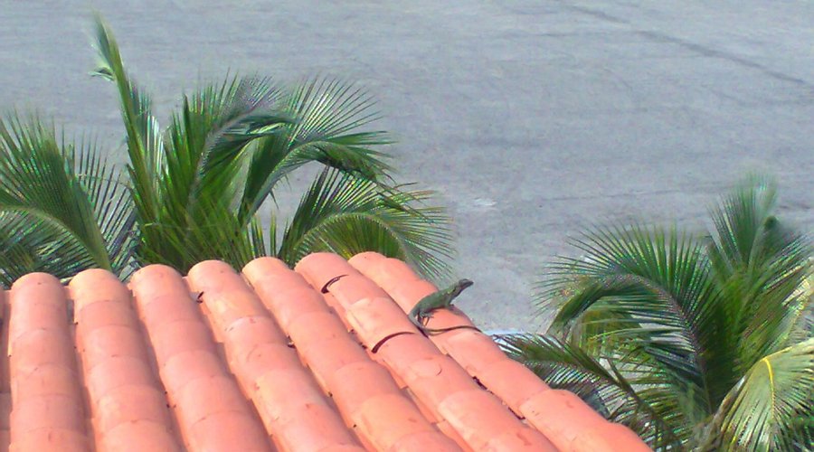 Desde mi habitación.