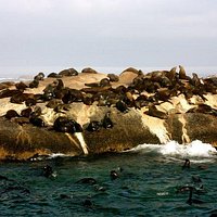 Seal ISland