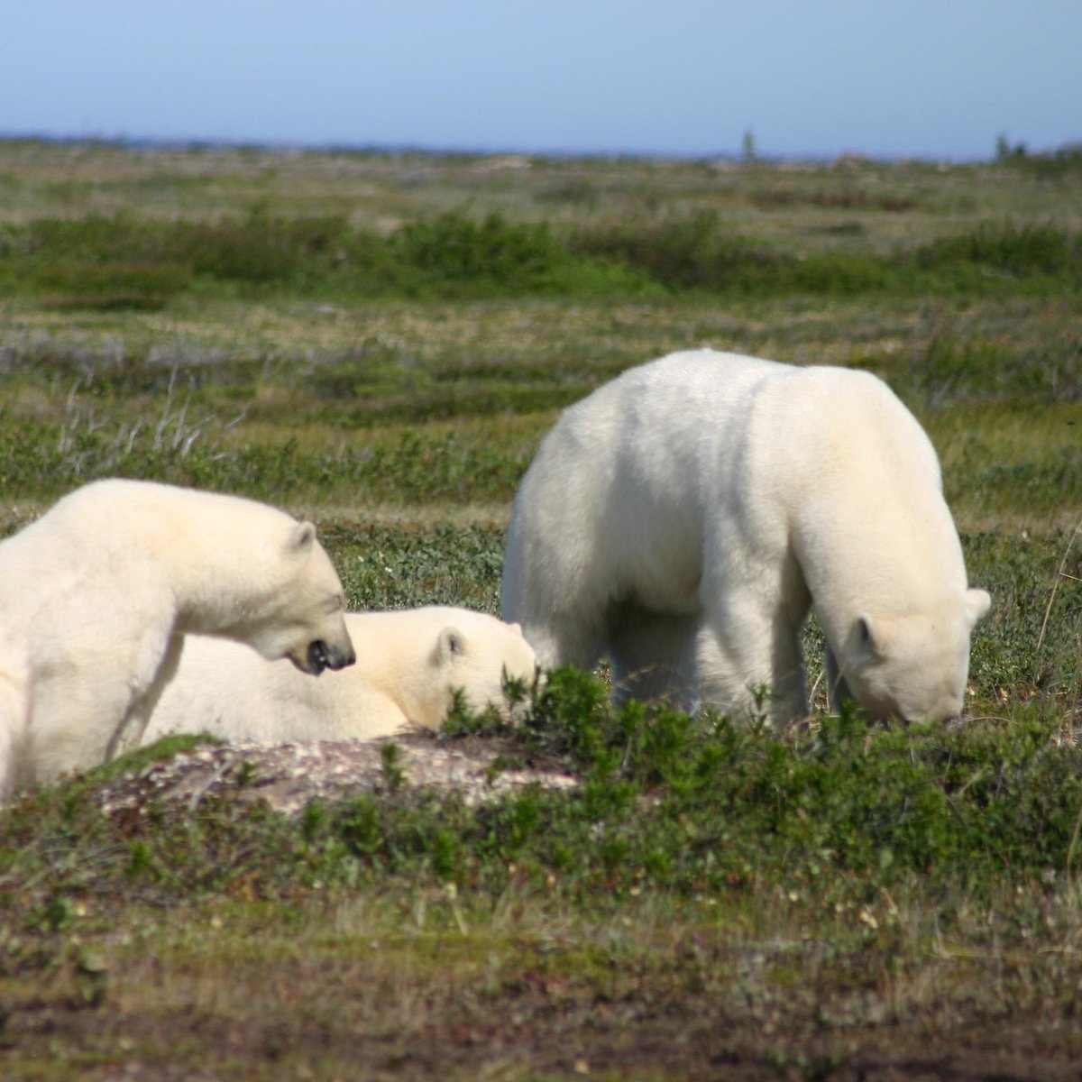 The rich wildlife of Hudson Bay - Churchill Wild Polar Bear Tours