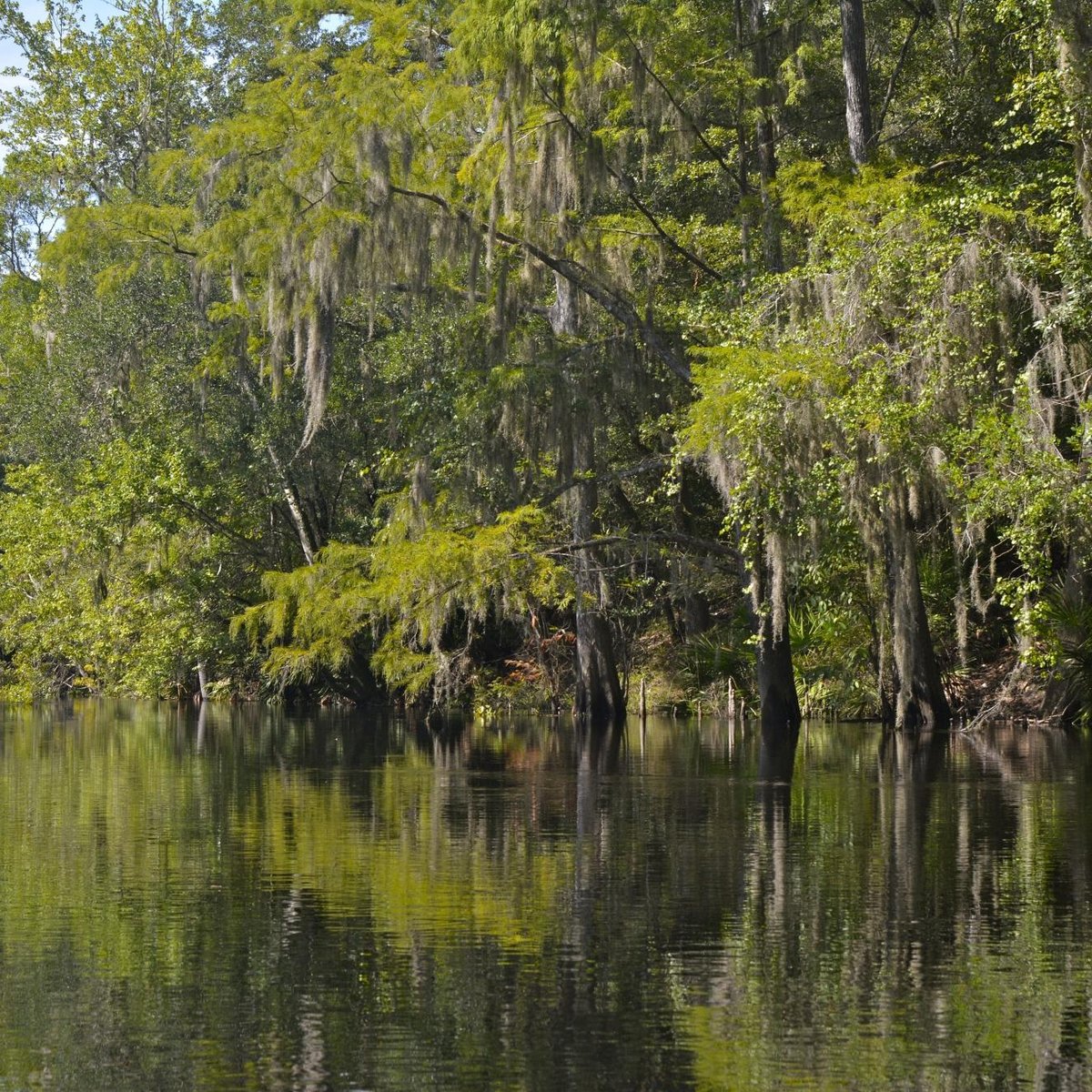 Santa Fe River (Florida) 2023 Alles wat u moet weten VOORDAT je gaat