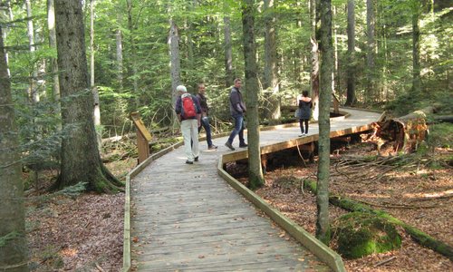 Wandelpad, gedeeltelijk geschikt voor rolstoelen en/of kinderwagens.