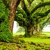 Things To Do in Whitney Plantation, Museum of Slavery and St. Joseph Plantation Tour, Restaurants in Whitney Plantation, Museum of Slavery and St. Joseph Plantation Tour