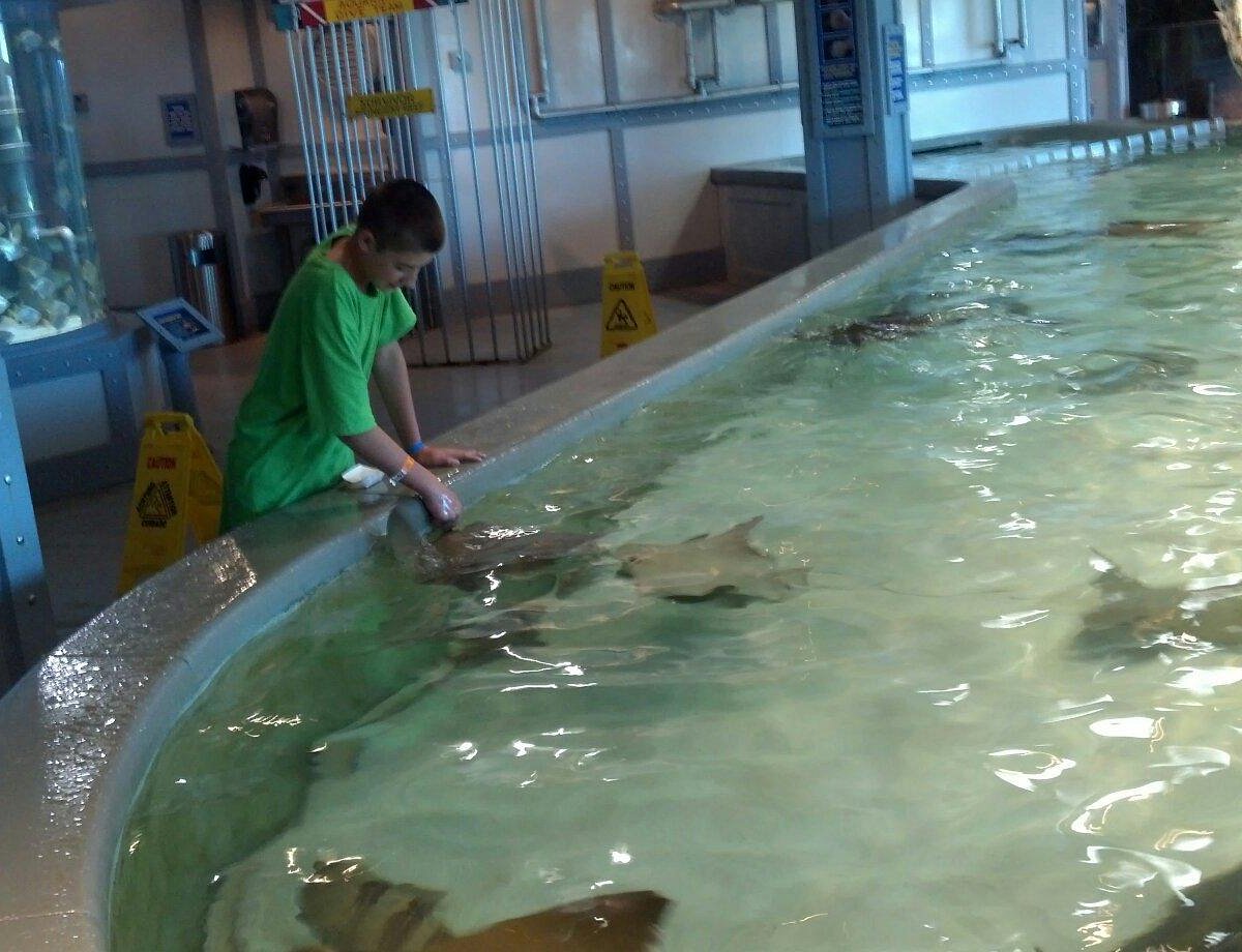 Stingrays are the stars of the Rays Touch Experience