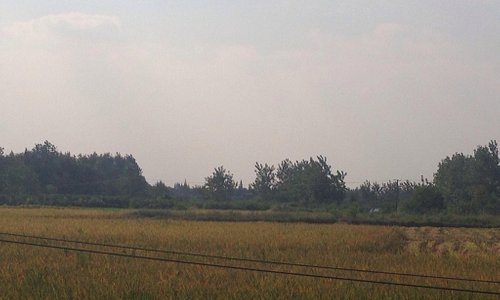 Rice fields in Zouma Village