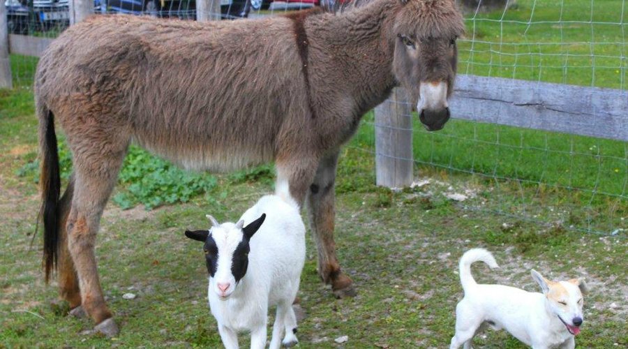 un parc avec des animaux