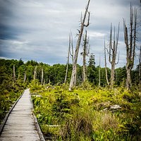 Boardwalk and landscape Alert Bay Ecological Park