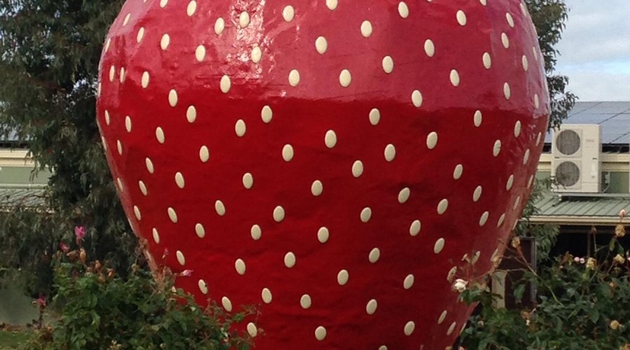 Welcome to The Big Strawberry