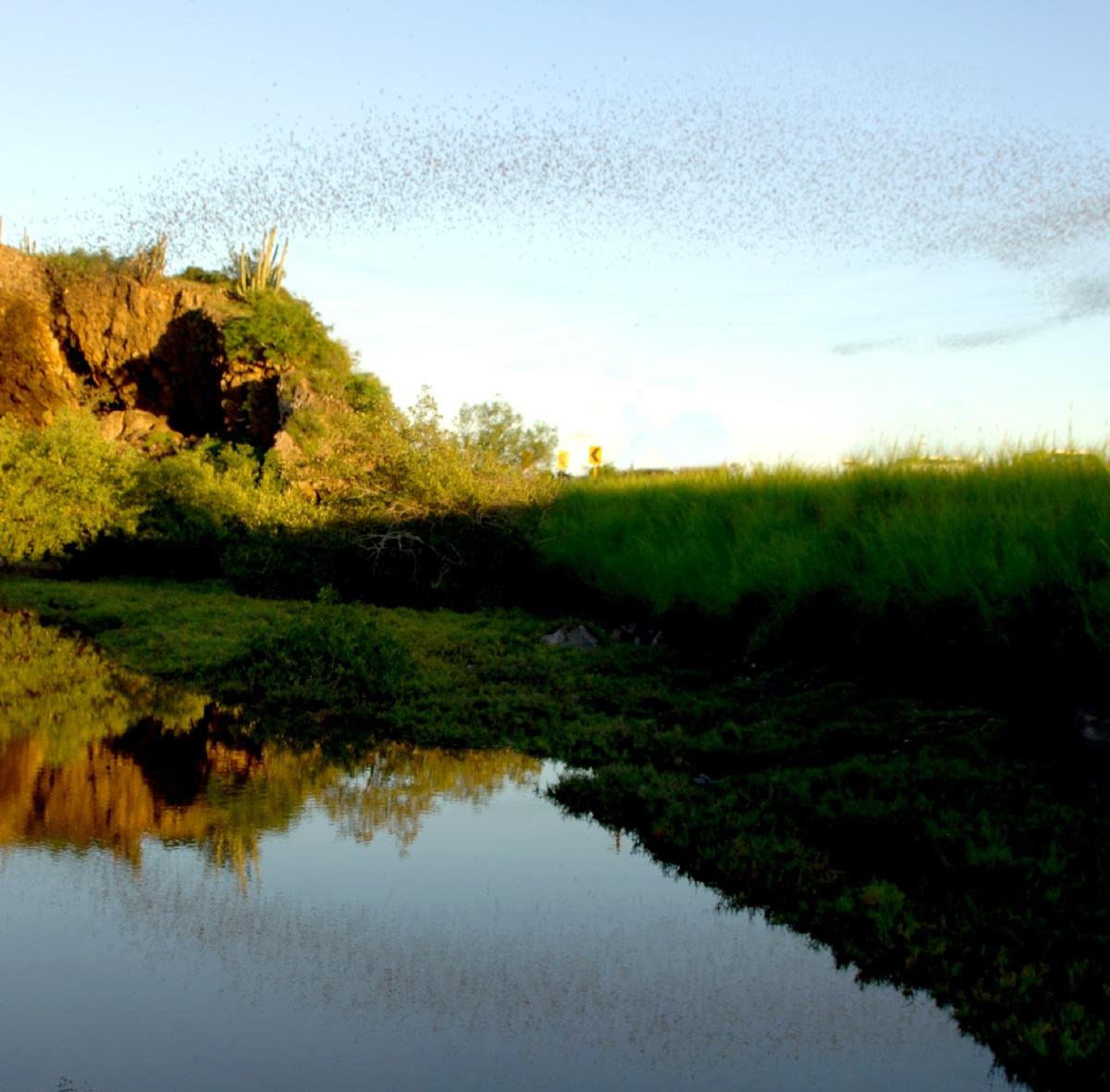 CUEVA DE LOS MURCIELAGOS (Sinaloa) - Qué SABER antes de ir