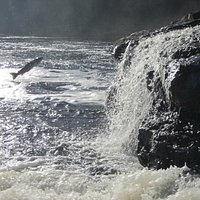 Salmon jumping at Sir Richard Squires Provincial Park