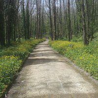 Uno dei tanti viali nel verde del bosco dei Camaldoli