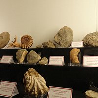 Wide range of collections: fossils (i.a Triassic ammonites) )