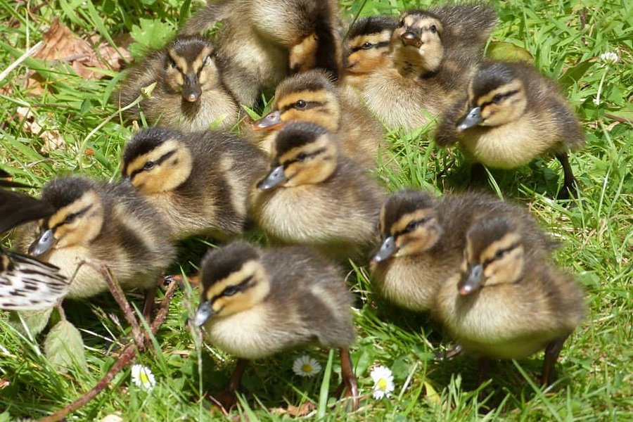 Rosaburn Ducks image