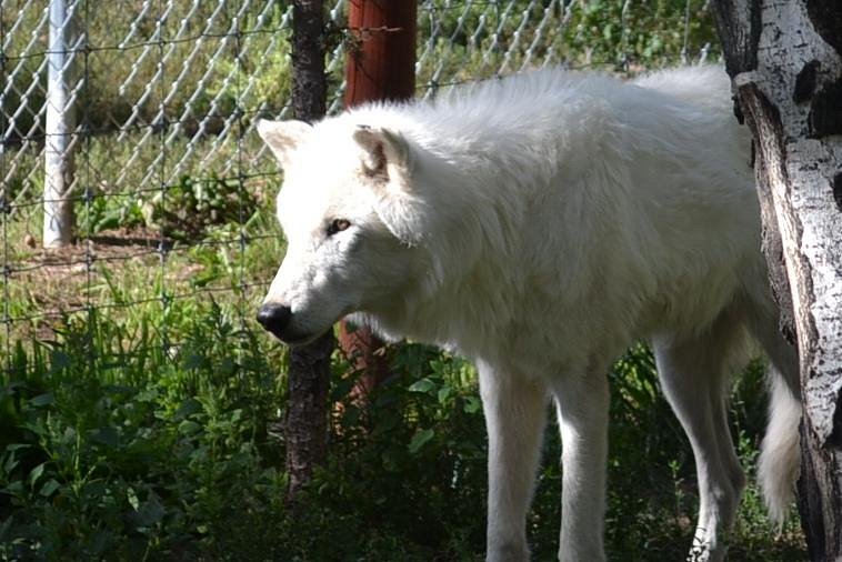 Colorado Wolf and Wildlife Center image