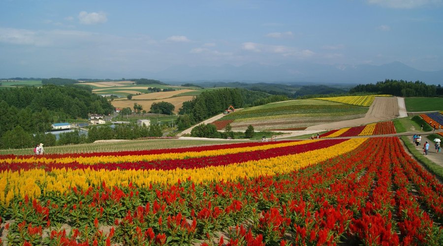 Shikisei No Oka, Furano