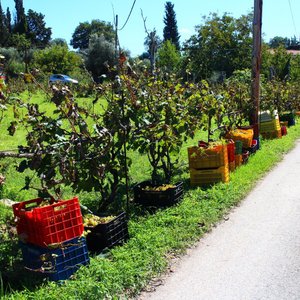 Farm