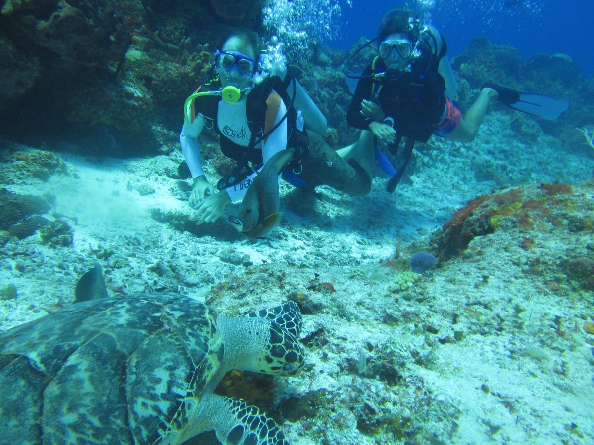 Eco Divers (Cozumel) - All You Need to Know BEFORE You Go