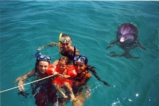 water planet dolphin swim tours