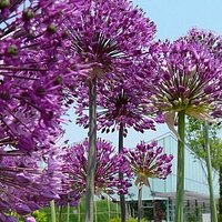 Asters in bloom during the Spring