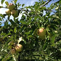 Fresh apples!!