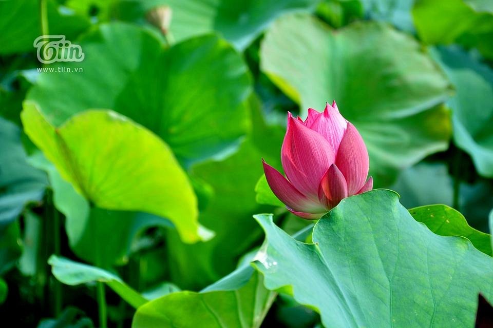 Ảnh hoa sen đẹp không chỉ mang đến cho bạn cái nhìn gần gũi với loài hoa đặc trưng của Việt Nam mà còn khiến bạn cảm nhận rõ ràng hơn về sự thanh tịnh và vẻ đẹp tinh khôi của dòng nước mát trong lành.