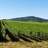 Sangiovese's vineyard