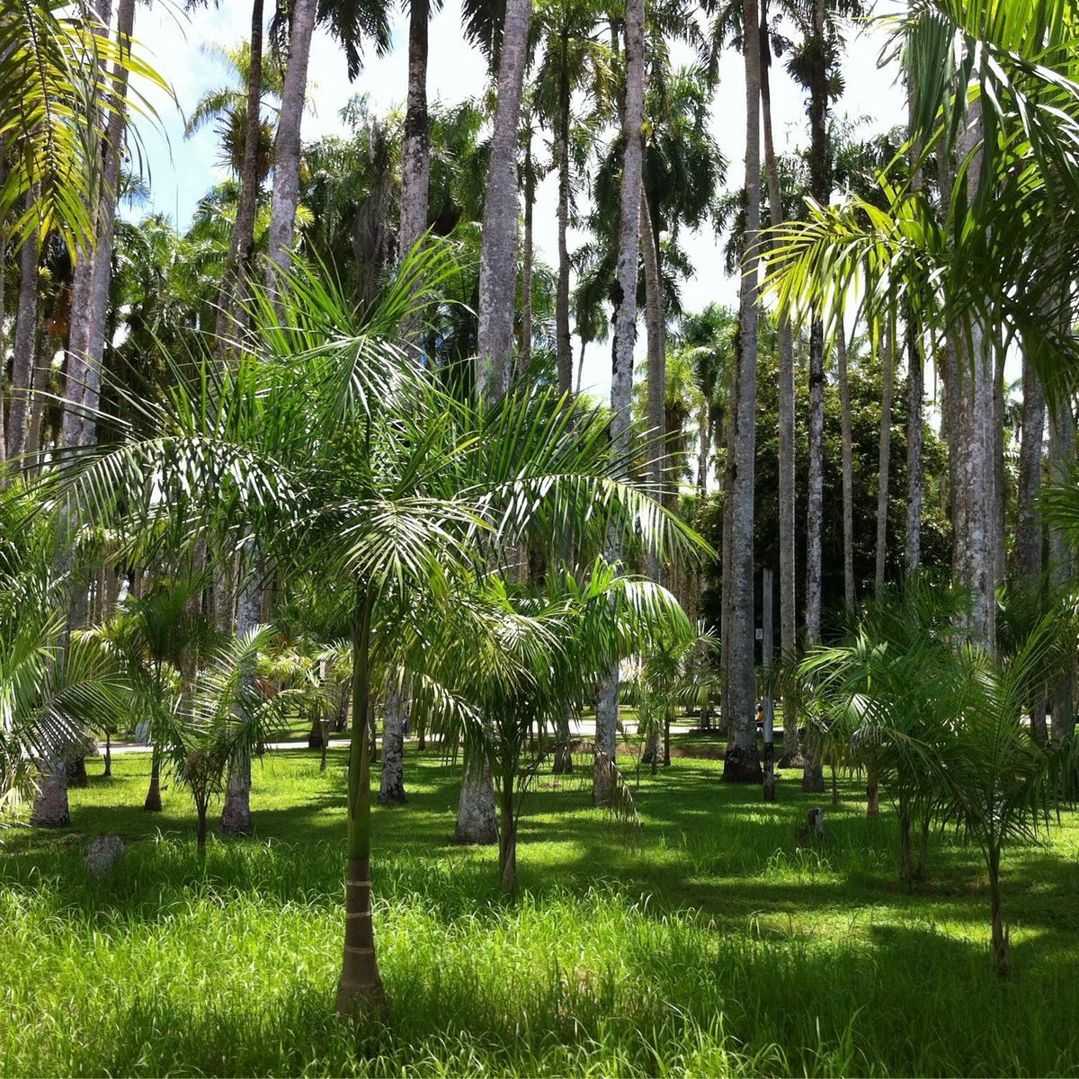 Experiencing Tranquility At The Palmentuin Park