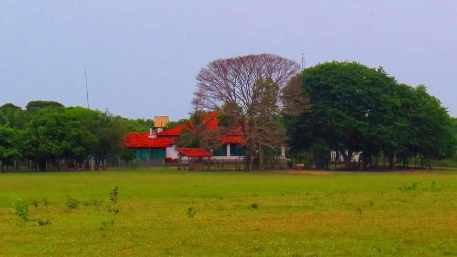 Sede