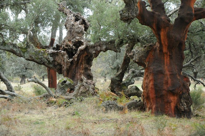 Imagen 9 de AR FUENTE DEL ALISO