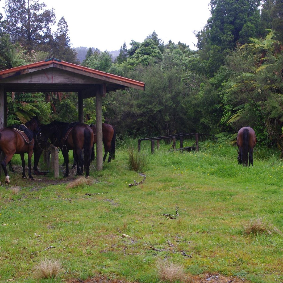 punakaiki horse treks nz