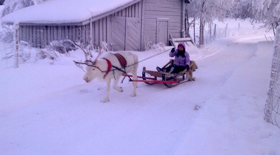 reindeer driving