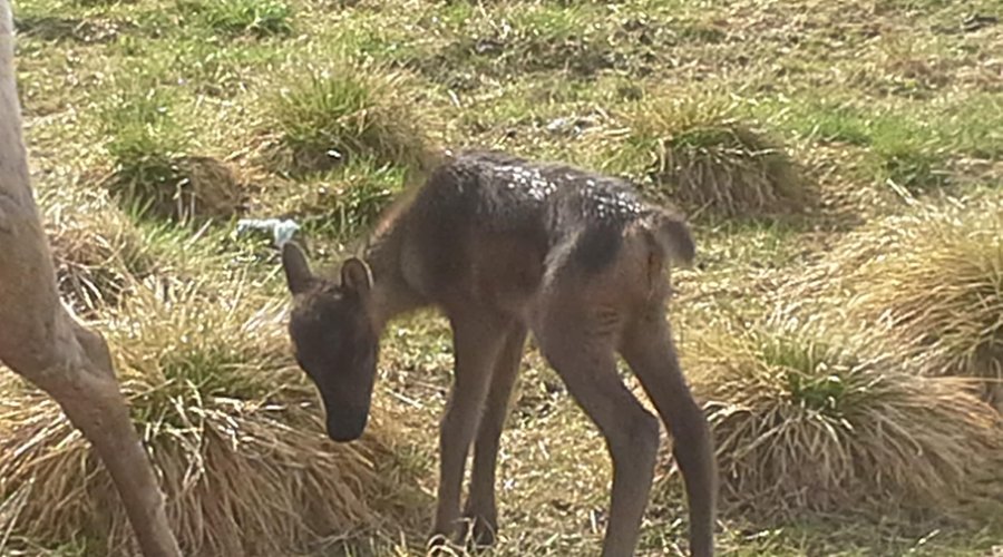 reindeer baby