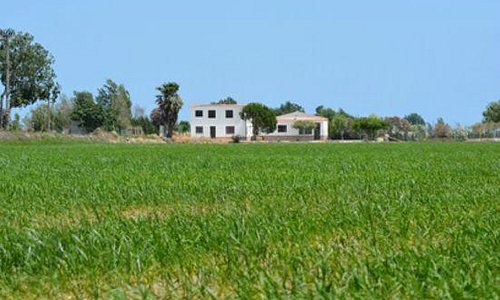 Campos de arroz en el Parque Natural del Delta del Ebro en el mes de junio.