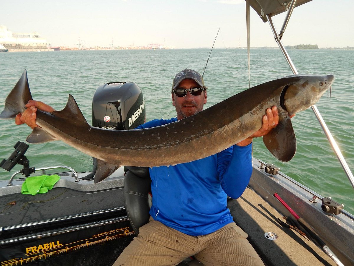 Freshwater sport fishing in Montreal, Quebec and Ontario.: Giant lake  sturgeon near Montreal